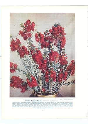 Seller image for Scarlet Feather-flower (Verticordia grandis) for sale by Antiqua Print Gallery