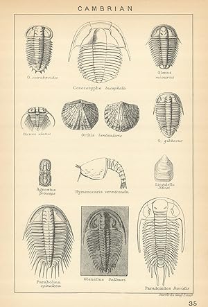 Cambrian - Harlech, Menevian, Lingula Flag & Tremadoc Series