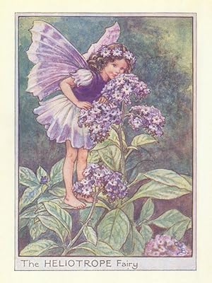 The Heliotrope Fairy