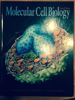 Imagen del vendedor de Molecular Cell Biology 2nd edition by James E. Darnell, Harvey F. Lodish, David Baltimore (1990) Hardcover a la venta por Ammareal