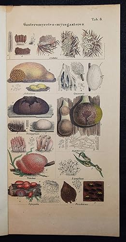Das System der Pilze. Durch Beschreibungen und Abbildungen erläutert. Erste Abtheilung (von 2).