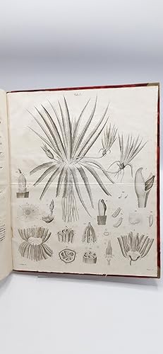 Bild des Verkufers fr Botanische Bemerkungen ber Stratiotes und Sagittaria zum Verkauf von Antiquariat Bcherwurm
