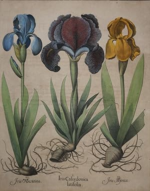 I. Iris Calcedonica latifolia. II. Iris Illyrica. III. Iris Florontina. (Witweniris, Florentiner ...