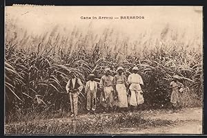 Postcard Barbados, Cane in Arrow, Citizens