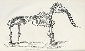 Seller image for THE GREAT AMERICAN MASTODON, (MASTODON GIGANTEUM, OF CUVIER); ITS HISTORY AND HABITS, AS INFERRED FROM ITS ANATOMICAL STRUCTURE AND INDIAN TRADITION. TOGETHER WITH AN ESSAY ON THE LOST RACES for sale by W. C. Baker Rare Books & Ephemera, ABAA