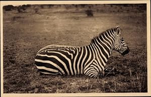 Ansichtskarte / Postkarte Zebra, Tier-Portrait