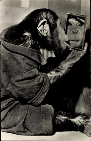 Ansichtskarte / Postkarte Schimpanse betrachtet sich im Spiegel
