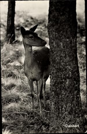 Ansichtskarte / Postkarte Reh am Baum, Wald