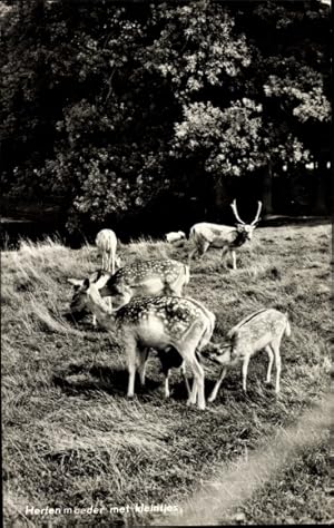 Ansichtskarte / Postkarte Hirsch und Rehe, Wiese