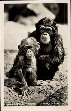 Ansichtskarte / Postkarte Berlin, Junge Schimpansen, Zoologischer Garten