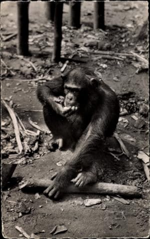 Ansichtskarte / Postkarte Schimpanse beim Essen, Holzstück