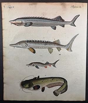 Bild des Verkufers fr Altkolorierter Kupferstich 1795. Merkwrdige Fluss-Fische. zum Verkauf von ANTIQUARIAT Franke BRUDDENBOOKS