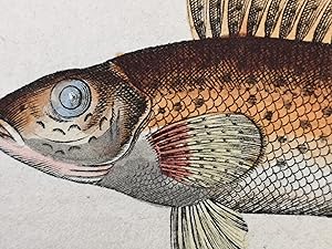 Bild des Verkufers fr Altkolorierter Kupferstich 1795. Teutsche Fluss-Fische. zum Verkauf von ANTIQUARIAT Franke BRUDDENBOOKS