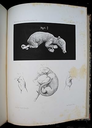 Mémoires sur le grand Fourmilier (Myrmecophaga Jubata, L.)