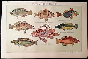 Bild des Verkufers fr Buntfarbige Fische zum Verkauf von Klaus Kreitling