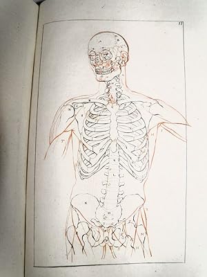 Elémens anatomiques d'ostéologie et de myologie à l'usage des peintres et sculpteurs. [ANATOMIE -...