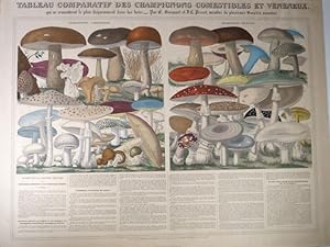 Tableau comparatif des champignons comestibles et vénéneux. Grande planche lithographiée et color...