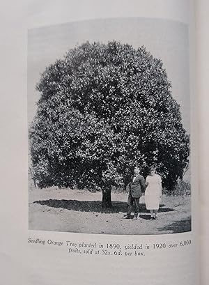 Citrus growing in South Africa