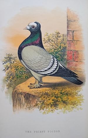 Fancy Pigeons - containing full directions for their breeding and management, with description of...