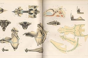 The cranial anatomy of the Mail-cheeked Fishes.