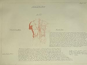 Immagine del venditore per ARTIST'S ANATOMICAL DRAWING BOOK, ILLUSTRATED WITH NEARLY 400 ORIGINAL SKETCHES, AND DETAILED NOTES ON CHARACTERISTICS OF MUSCLE STRUCTURE AND ANATOMY. A PRELIMINARY FOR RIMMER'S PUBLISHED WORK, "ART ANATOMY." venduto da Bartleby's Books, ABAA