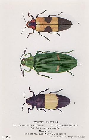 Exotic Beetles Chrysochroa Mirabilis Cataxantha Opulenta Old Postcard