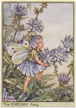 The Chicory Fairy