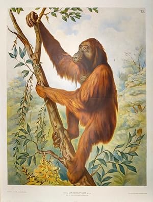 Seller image for Orang-Utan. for sale by Wiener Antiquariat Ingo Nebehay GmbH