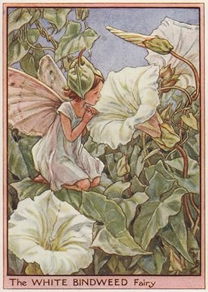 The White Bindweed Fairy