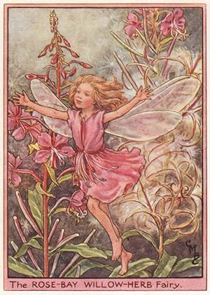 The Rose-Bay Willow-Herb Fairy