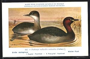 Bild des Verkufers fr Knstler-Ansichtskarte Hubert Dupond: Vogel der Art Podiceps ruficollis ruficollis (Pallas), Mnnchen und Weibchen zum Verkauf von Bartko-Reher