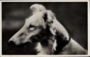 Ansichtskarte / Postkarte Windhund, Tierportrait - Amag 203