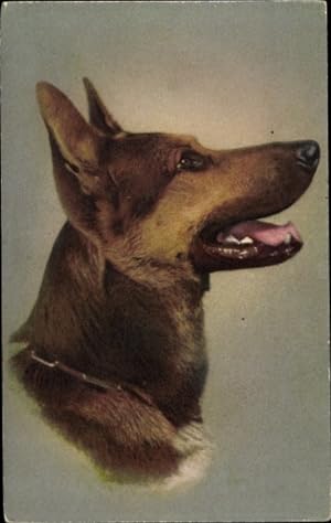 Ansichtskarte / Postkarte Schäferhund, Halsband, Tierportrait
