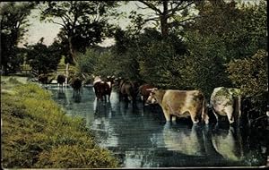 Ansichtskarte / Postkarte Kühe im Wasser, Vieh, Brücke, Fluss