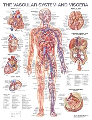 Imagen del vendedor de Vascular System and Viscera Anatomical Chart a la venta por GreatBookPrices