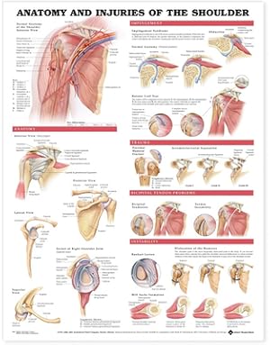 Seller image for Anatomy and Injuries of the Shoulder Anatomical Chart (Poster) for sale by BargainBookStores