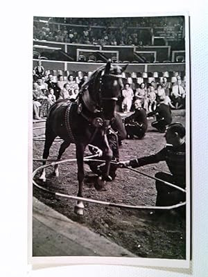 Zirkus, Dressur mit Pferd und Reifen, alte Fotografie