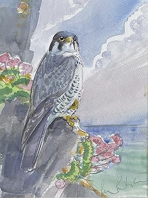 Peter Partington - PEREGRINE FALCON PERCHED AMONGST THRIFT - Original watercolour.