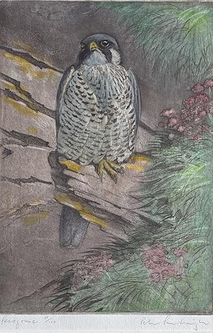 Image du vendeur pour Peter Partington - PEREGRINE Limited Hand-coloured Etching mis en vente par LOE BOOKS