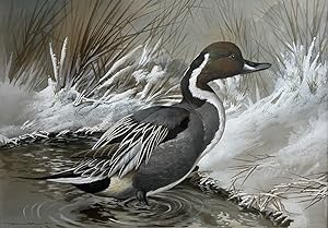 DRAKE PINTAIL IN WINTERY LANDSCAPE [Watercolour & Gouache]