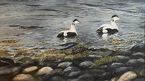 Jonathan Pomroy- ORIGINAL WATERCOLOUR, EIDER DRAKES NEAR DURNESS, NORTH WEST SCOTLAND