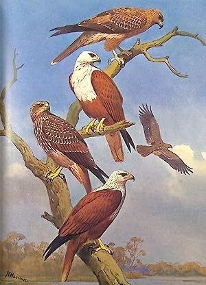 Bild des Verkufers fr Eagles, Hawks and Falcons of the World. 2 volume set zum Verkauf von Barter Books Ltd