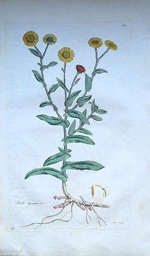 INULA, COMMON FLEABANE, Curtis Botanical Antique Print Flora Londinensis 1777