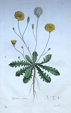 HYPOCHAERIS RADICATA, Curtis Botanical Antique Print Flora Londinensis 1777