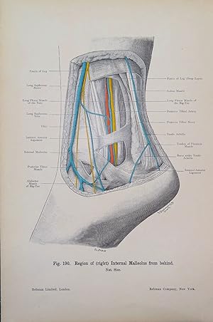RIGHT ANKLE INTERNAL MALLEOLUS Original Antique Anatomy Lithographed Print 1906