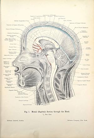 MIDSAGITTAL SECTION Of HEAD ,Original Antique Anatomy Lithographed Print 1906