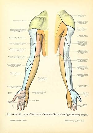 CUTANEOUS NERVES Of The ARM Original Antique Anatomy Lithographed Print 1906