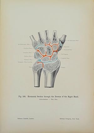 HORIZONTAL SECTION DORSUM HAND Original Antique Anatomy Lithographed Print 1906