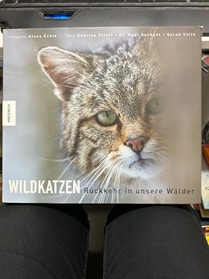 Seller image for Wildkatzen : Rckkehr in unsere Wlder. Die Rckkehr der Wildkatze ist eine Erfolgsgeschichte! Lange galt die Wildkatze in vielen Gebieten Deutschlands als ausgestorben, jetzt findet das scheue Tier seinen Weg zurck in die heimischen Wlder und fasziniert Katzenfreunde ebenso wie Naturschutzenthusiasten. Aufgrund der Seltenheit der Wildkatzen und ihrem hohen Schutzstatus nach nationaler und internationaler Gesetzgebung wurden Forschungsprojekte und Kampagnen fr diese gefhrdete Tierart ins Leben gerufen, um mehr ber das heimliche Leben der Wildkatze in Deutschland zu erfahren. 2018 wurde sie zum Wildtier des Jahres gewhlt. In nie gesehenen Bildern portrtiert der preisgekrnte Naturfotograf Klaus Echle die heimliche Waldbewohnerin und ihre Lebensweise. Dokumentarische Fotos zeigen, wie Menschen die Tiere erforschen. In informativen Texten erfhrt der Leser Wissenswertes zur Wildkatze und dazu, warum dieses Tier so schtzenswert ist und wie seine Rckkehr in die Wlder dauerhaft gel for sale by bookmarathon