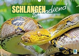 Bild des Verkufers fr Schlangen: Zupackend (Wandkalender 2023 DIN A3 quer) : Schlangen: wundersame, vielfltige Reptilien (Monatskalender, 14 Seiten ) zum Verkauf von AHA-BUCH GmbH